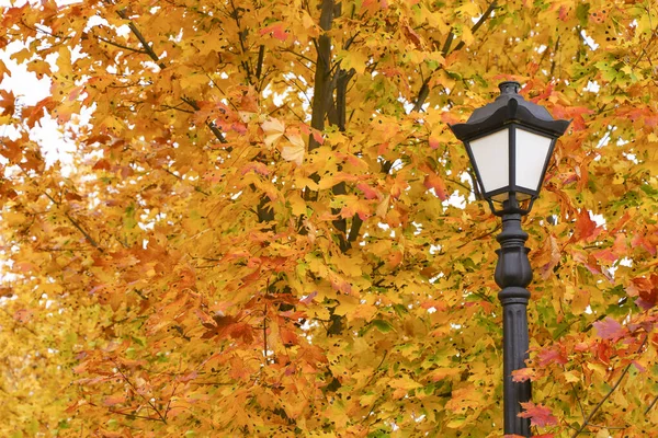 Fenerli bir sonbahar parkı. Atmosfer, sonbahar ve doğa havası. Sarı-kırmızı akçaağaç arka planda kalır. Yüksek kalite fotoğraf