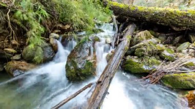 Ağaç dalından akan tatlı su akıntısı