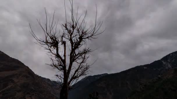 Dark Clouds Moving Dry Tree Timelapse — Stock Video