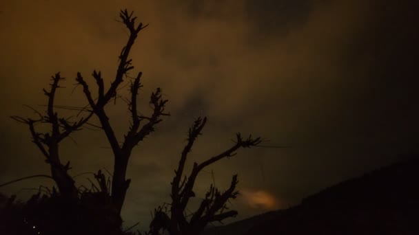 Νύχτα Νεφελώδης Καιρός Πάνω Από Ξηρό Δέντρο — Αρχείο Βίντεο