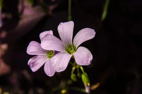 Blomma — Stockfoto