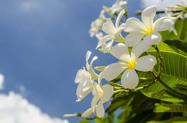 Flor de Frangipani Fotos de stock