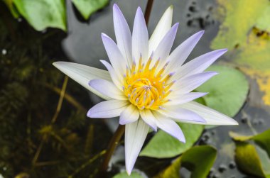Lotus