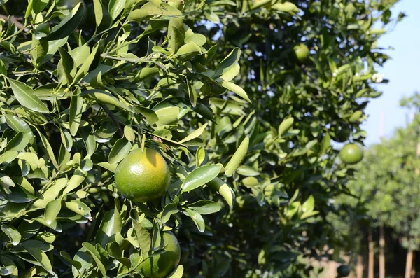 Oranges growing on a tree — Stock Photo, Image