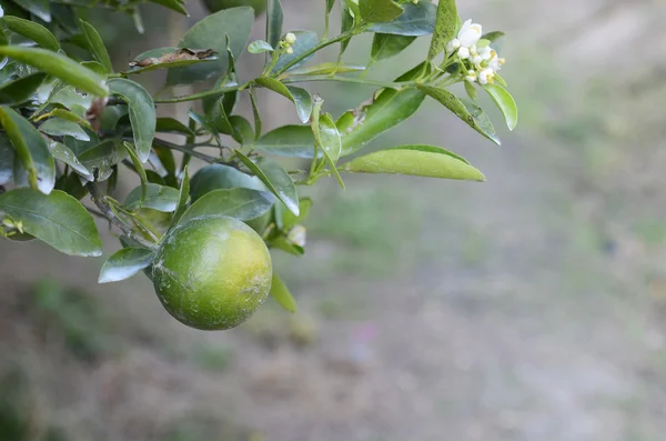 Ağaçta yetişen portakallar — Stok fotoğraf