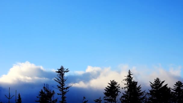 云彩笼罩松树静止不动的录像乌克兰，喀尔巴阡山，德拉哥特. — 图库视频影像