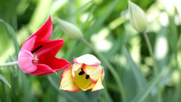 HD tulipán amarillo en aumento — Vídeo de stock