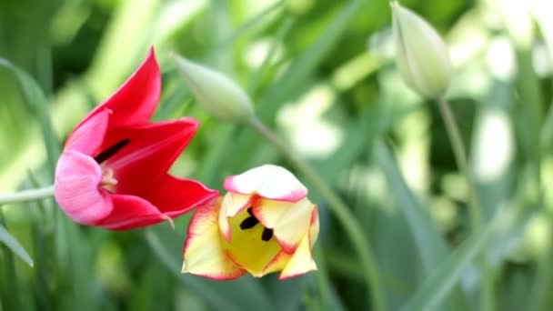 HD yellow tulip rising — Stock Video