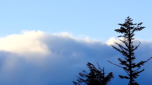 Wolken bewegen over dennenbomen, statische video. Oekraïne, Karpaten, Dragobtat. — Stockvideo