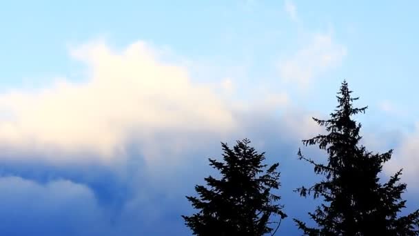 Облака движутся над соснами, статическое видео. Украина, Карпатские горы, Драгомир. — стоковое видео