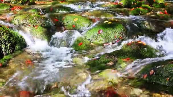 Malé vodopády v poklidném lese. — Stock video