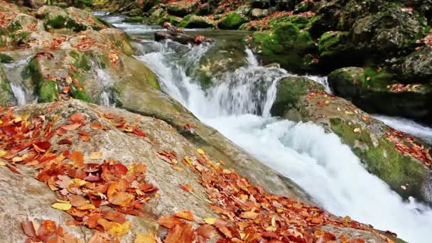 Petites cascades dans un bois paisible. — Video