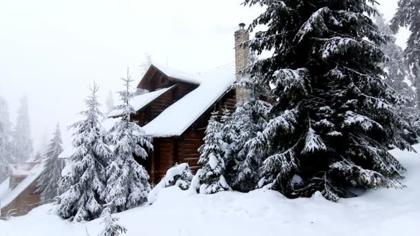 Зимові дерева під снігом — стокове відео