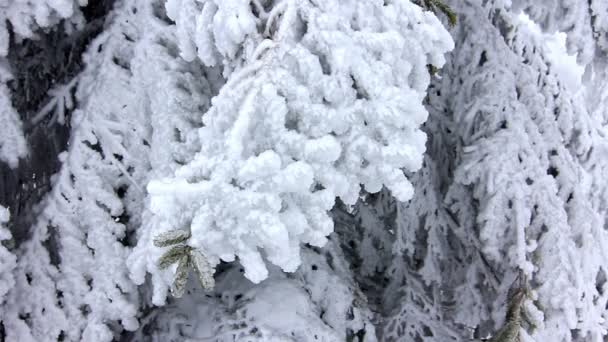 Árboles de invierno bajo nieve — Vídeos de Stock