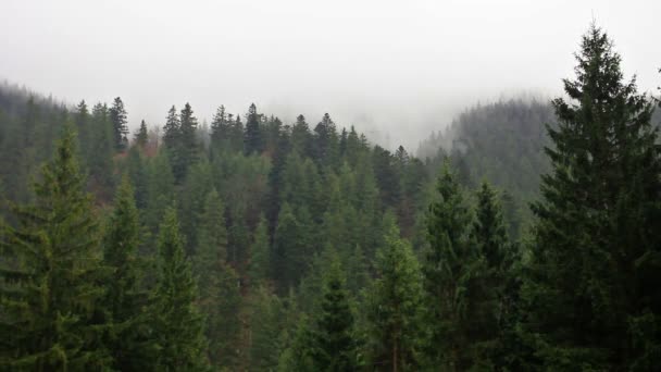 Forêt mystérieuse 