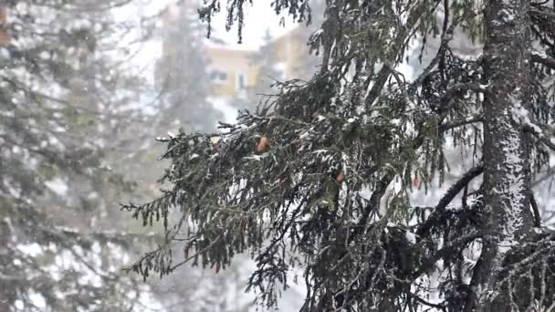 Tempête de neige — Video