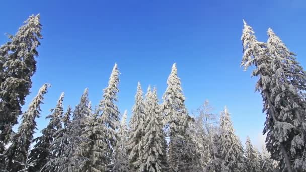 Alberi invernali sotto la neve — Video Stock