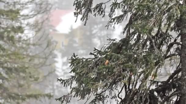 Χειμώνας και δέντρα κάτω από χιόνι — Αρχείο Βίντεο