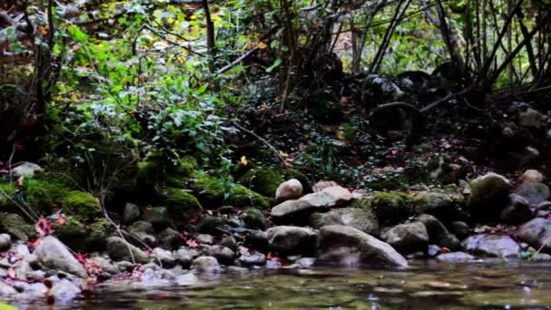 Little waterfalls in a peaceful wood. — Stock Video