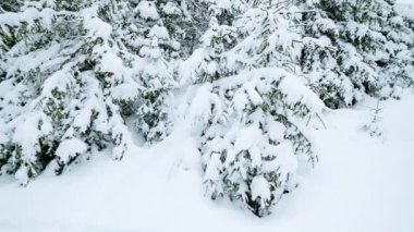 Donmuş dağlarda düşen kar taneleri köknar ağaçlarıyla kaplı. Noel arka planında ormandaki karla kaplı uzun ladin ağaçları var. Kar yağışıweather condition