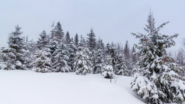 Winterschneesturm Schneesturm, schneebedeckte Tannen, Eisglätte auf Pflanzen und dunkle Wolken am Himmel, in einer herrlichen Berglandschaft. — Stockvideo