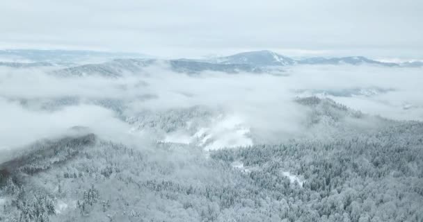 Aus großer Höhe märchenhafte Berglandschaft schneebedeckt alpinen scharfen Gipfeln. Wilder Winter in den Karpaten, Ukraine. Dicke weiße Wolken. Offener Raum. Antenne 4K — Stockvideo