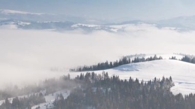 Kış ormanı anteninde gün doğumu. Donuk hiç kimse doğa manzarası. Alp karı sabah sisinde ağaçları kapladı. Nefes kesici doğal güzellik. Güneş pembe ışıkta doğar. Çam Ormanı.