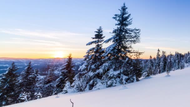 Schöne Winterlandschaft in den Bergen. Aufgehende Sonne bricht durch die schneebedeckten Äste der Tanne. Boden und Bäume mit einer dicken Schicht aus frischem, flauschigem Schnee bedeckt — Stockvideo