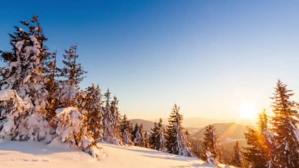 Schöne Winterlandschaft in den Bergen. Aufgehende Sonne bricht durch die schneebedeckten Äste der Tanne. Boden und Bäume mit einer dicken Schicht aus frischem, flauschigem Schnee bedeckt — Stockvideo