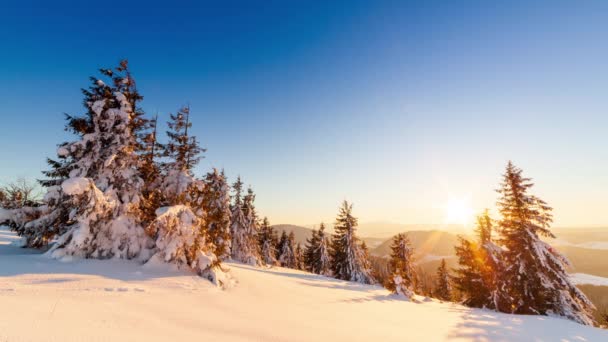 Schöne Winterlandschaft in den Bergen. Aufgehende Sonne bricht durch die schneebedeckten Äste der Tanne. Boden und Bäume mit einer dicken Schicht aus frischem, flauschigem Schnee bedeckt — Stockvideo