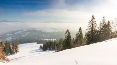 Kış ormanı anteninde gün doğumu. Donuk hiç kimse doğa manzarası. Alp karı sabah sisinde ağaçları kapladı. Nefes kesici doğal güzellik. Güneş pembe ışıkta doğar. Çam Ormanı.