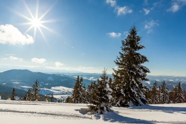 Maravilhosamente majestosa paisagem de inverno brilhando pela luz solar. cena invernal. Cárpatos, Ucrânia, Europa. Mundo da beleza. Feliz Ano Novo — Fotografia de Stock