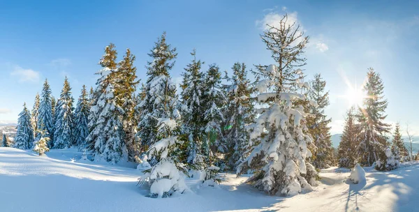 Cudownie majestatyczny zimowy krajobraz świecący światłem słonecznym. Zimna scena. Karpaty, Ukraina, Europa. Piękny świat. Szczęśliwego Nowego Roku — Zdjęcie stockowe