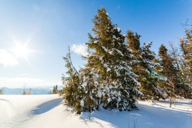 Güneş ışığıyla parlayan görkemli kış manzarası. Kış manzarası. Carpathian, Ukrayna, Avrupa. Güzellik dünyası. Mutlu yıllar.