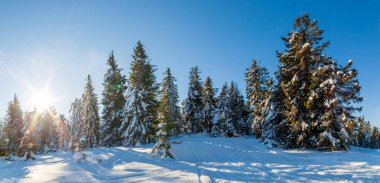 Güneş ışığıyla parlayan görkemli kış manzarası. Kış manzarası. Carpathian, Ukrayna, Avrupa. Güzellik dünyası. Mutlu yıllar.
