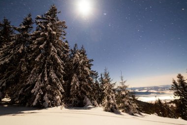Karla kaplı ağaçlı büyülü kış manzarası. Yıldızlar, nebula ve galaksiyle dolu canlı bir gece göğü. Derin gökyüzü gökyüzü fotoğrafı.