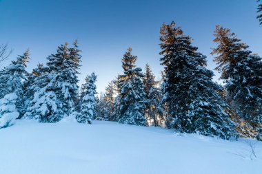 Güneşli bir günde harika bir kış manzarası. Güneş ışığı altında kar kaplı dağlarla kaplı kış manzarası. Popüler yürüyüş ve seyahat yerleri. Kış Harikalar Diyarı. Büyüleyici bir doğa geçmişi var. Karpat Dağları.