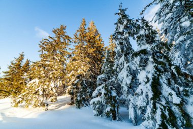 Güneşli bir günde harika bir kış manzarası. Güneş ışığı altında kar kaplı dağlarla kaplı kış manzarası. Popüler yürüyüş ve seyahat yerleri. Kış Harikalar Diyarı. Büyüleyici bir doğa geçmişi var. Karpat Dağları.