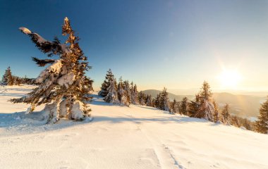 Güneş ışığıyla parlayan görkemli kış manzarası. Kış manzarası. Carpathian, Ukrayna, Avrupa. Güzellik dünyası. Mutlu yıllar.