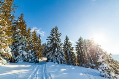 Güneş ışığıyla parlayan görkemli kış manzarası. Kış manzarası. Carpathian, Ukrayna, Avrupa. Güzellik dünyası. Mutlu yıllar.