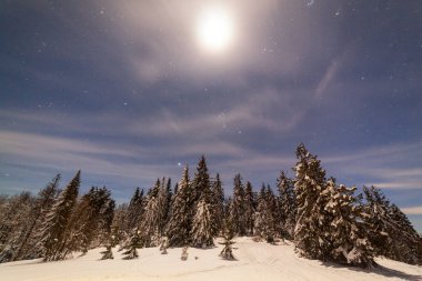 Karla kaplı ağaçlı büyülü kış manzarası. Yıldızlar, nebula ve galaksiyle dolu canlı bir gece göğü. Derin gökyüzü gökyüzü fotoğrafı.