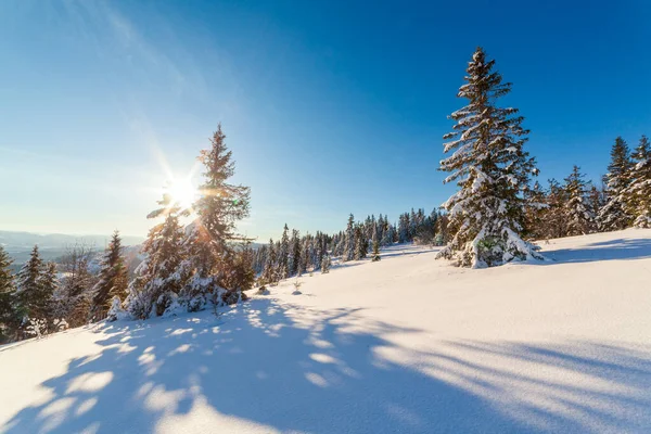 Herrlich majestätische Winterlandschaft, die vom Sonnenlicht erleuchtet wird. winterliche Szene. Karpaten, Ukraine, Europa. Schöne Welt. Frohes neues Jahr — Stockfoto