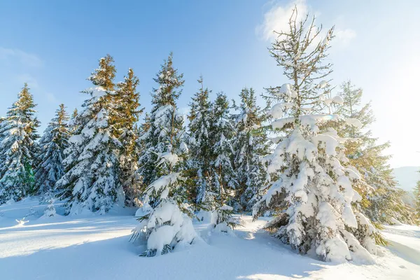 Csodálatos téli táj a napsütéses napokon. Téli táj hóval fedett hegy a napfény alatt. Népszerű turista és utazási hely. Téli csodaország. lenyűgöző természeti háttér. Kárpátok. — Stock Fotó