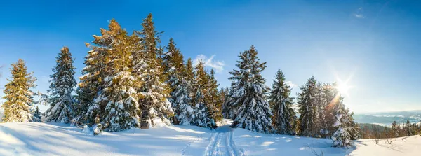 Güneş ışığıyla parlayan görkemli kış manzarası. Kış manzarası. Carpathian, Ukrayna, Avrupa. Güzellik dünyası. Mutlu yıllar.