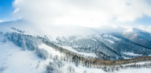 Paysage hivernal dans le brouillard avec neige et branches couvertes de givre et de neige gelée. Photo de haute qualité — Photo