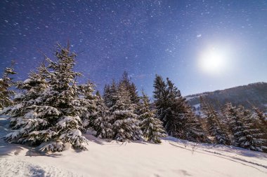 Kış dağlarının üzerindeki görkemli yıldızlı gökyüzü. Gece sahnesi. Ay ışığı olan harika uzun köknar ağaçları. Karpatlar, Ukrayna, Avrupa.
