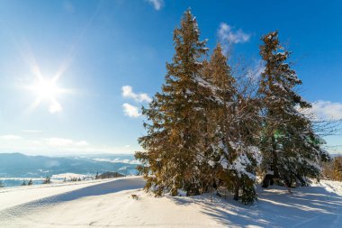 Güneş ışığıyla parlayan görkemli kış manzarası. Kış manzarası. Carpathian, Ukrayna, Avrupa. Güzellik dünyası. Mutlu yıllar.