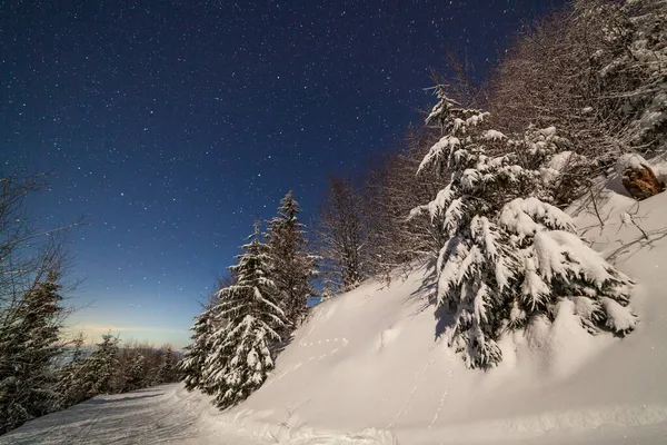 Kış dağlarının üzerindeki görkemli yıldızlı gökyüzü. Gece sahnesi. Ay ışığı olan harika uzun köknar ağaçları. Karpatlar, Ukrayna, Avrupa.
