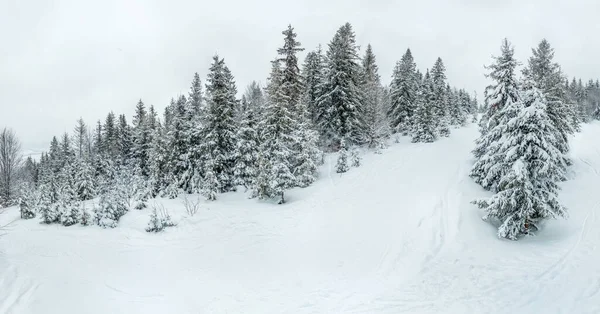 Kış manzarası sisli, karlı, dalları donuk ve donmuş karla kaplı. Yüksek kalite fotoğraf