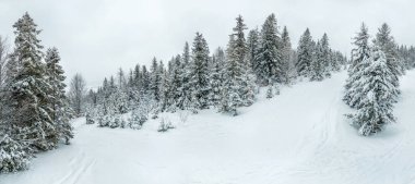 Kış manzarası sisli, karlı, dalları donuk ve donmuş karla kaplı. Yüksek kalite fotoğraf